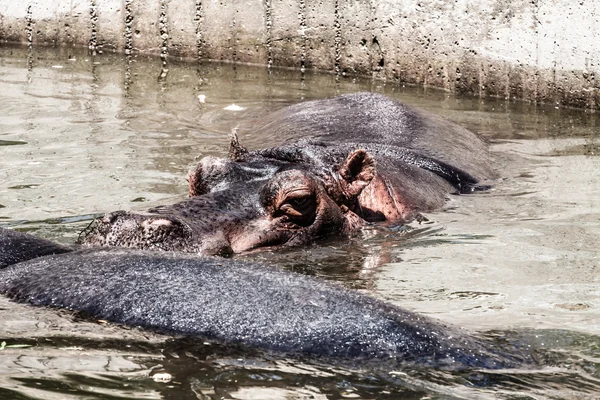 The hippopotamus (Hippopotamus amphibius), — Stock Photo, Image