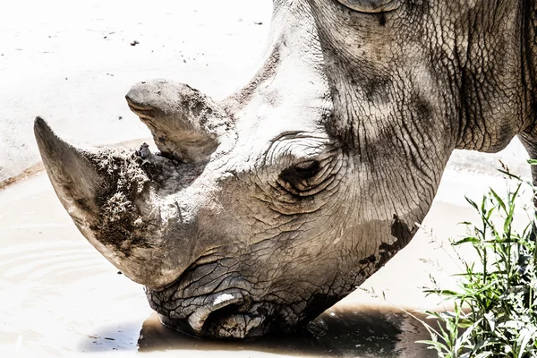 Portret van een zwarte (verslaafd-lipped) neushoorn (diceros bicornis), Zuid-Afrika — Stockfoto