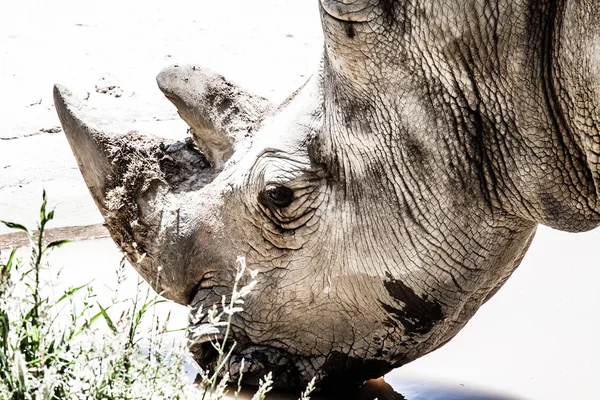 Portrait of a black (hooked-lipped) rhinoceros (Diceros bicornis), South Africa — Stock Photo, Image