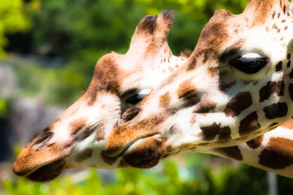 Zsiráf (giraffa camelopardalis) a helyi állatkert — Stock Fotó