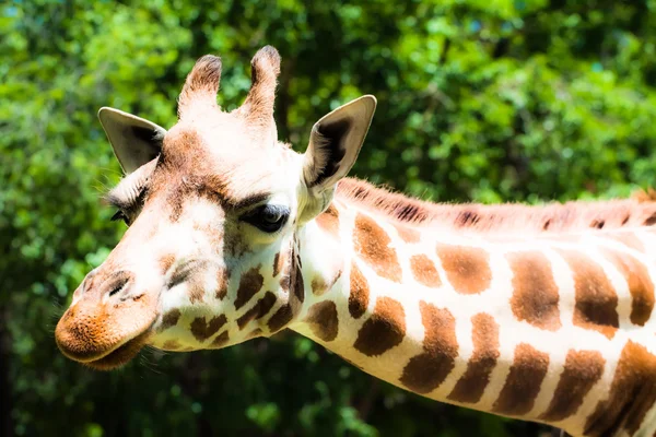 Girafe (girafe camelopardalis) dans le zoo local — Photo