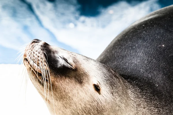 Close-up van een zegel van de haven komen uit het water met details over snorharen en natte bont. — Stockfoto