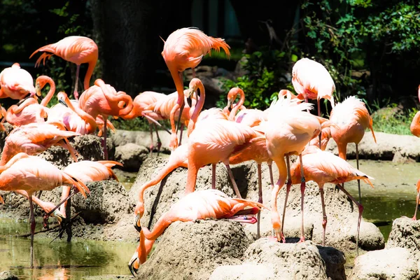 Flamants roses sur fond vert — Photo