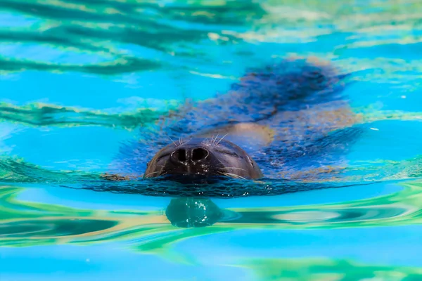 Nahaufnahme einer aus dem Wasser kommenden Seehundrobbe mit Details auf Schnurrhaaren und nassem Fell. — Stockfoto