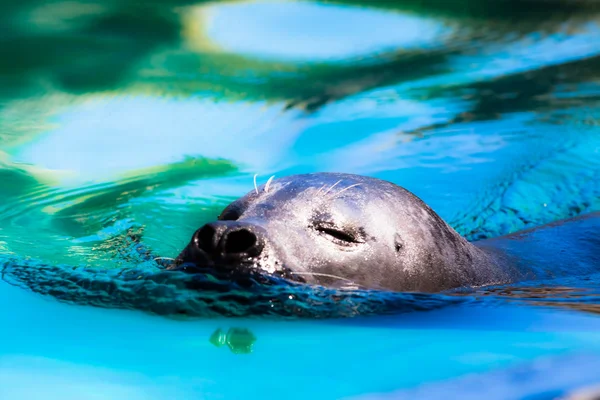 Nahaufnahme einer aus dem Wasser kommenden Seehundrobbe mit Details auf Schnurrhaaren und nassem Fell. — Stockfoto