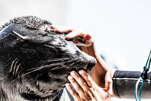 Крупный план морского котика, выходящего из воды с деталями о усах и мокрой шерсти . — стоковое фото