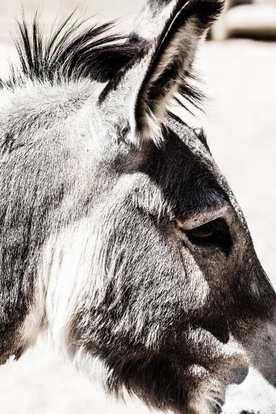 Hoofd van een ezel in dierentuin — Stockfoto