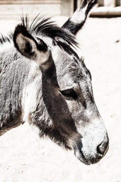 Hoofd van een ezel in dierentuin — Stockfoto