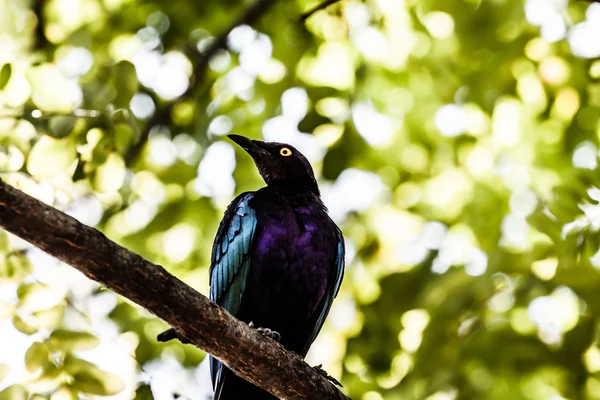 Один з найбільш вражаючих птахів дощового лісу — стокове фото