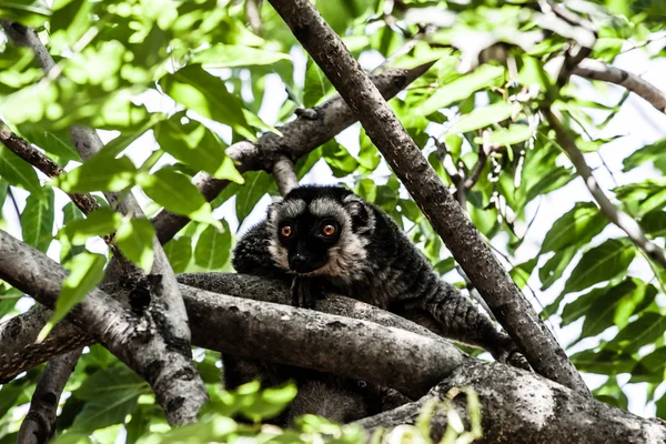 Ogoniasty lemur w Holandii monkeypark — Zdjęcie stockowe