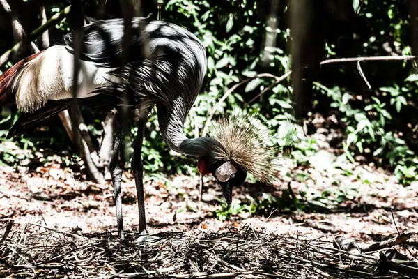 Gru coronata grigia su sfondo azzurrato — Foto Stock