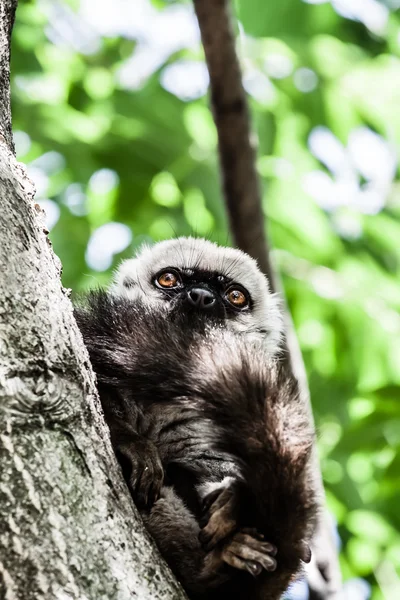 Lémur de cola anillada en monkeypark holandés — Foto de Stock