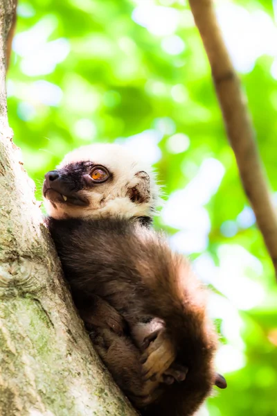 Lemure coda ad anello nel parco delle scimmie olandese — Foto Stock