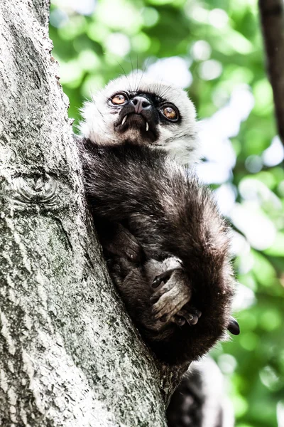 Lêmure-de-cauda-anelada no parque de macacos holandês — Fotografia de Stock