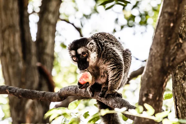 Lémur de cola anillada en monkeypark holandés — Foto de Stock