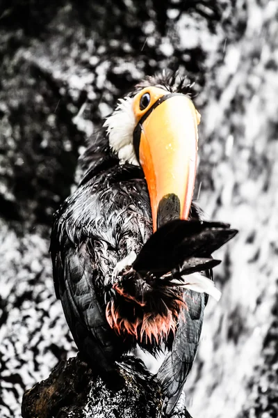 Tukan venkovní - ramphastos toco — Stock fotografie