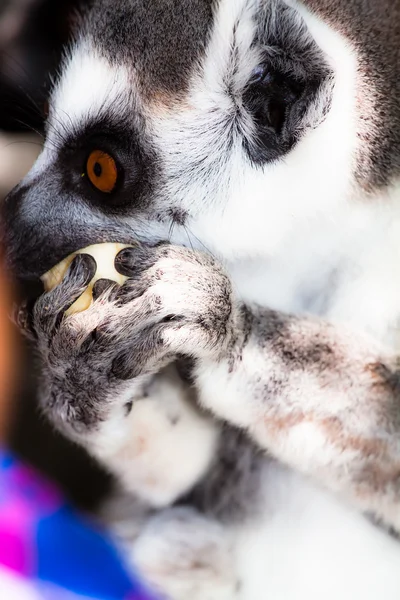 Lémur de cola anillada en monkeypark holandés — Foto de Stock