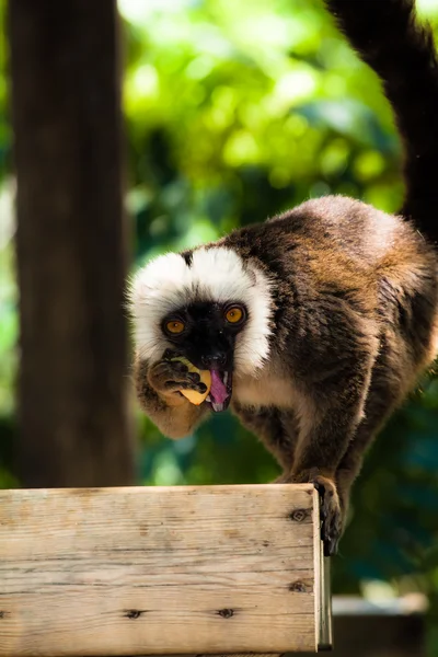 Ogoniasty lemur w Holandii monkeypark — Zdjęcie stockowe