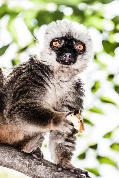 Lemur kata v holandské monkeypark — Stock fotografie
