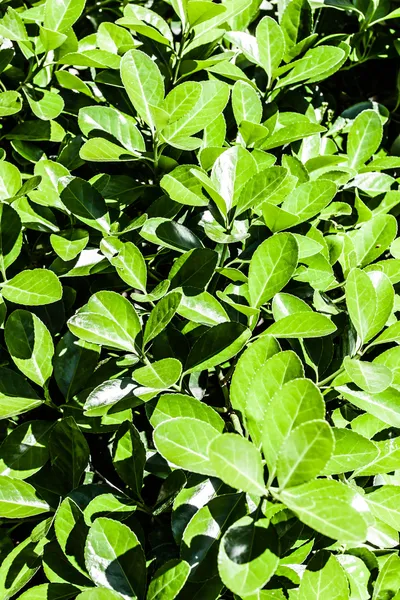 Färska och gröna blad — Stockfoto