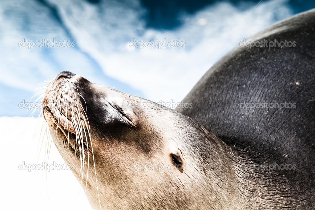 Closeup of a harbor seal coming out of the water with details on