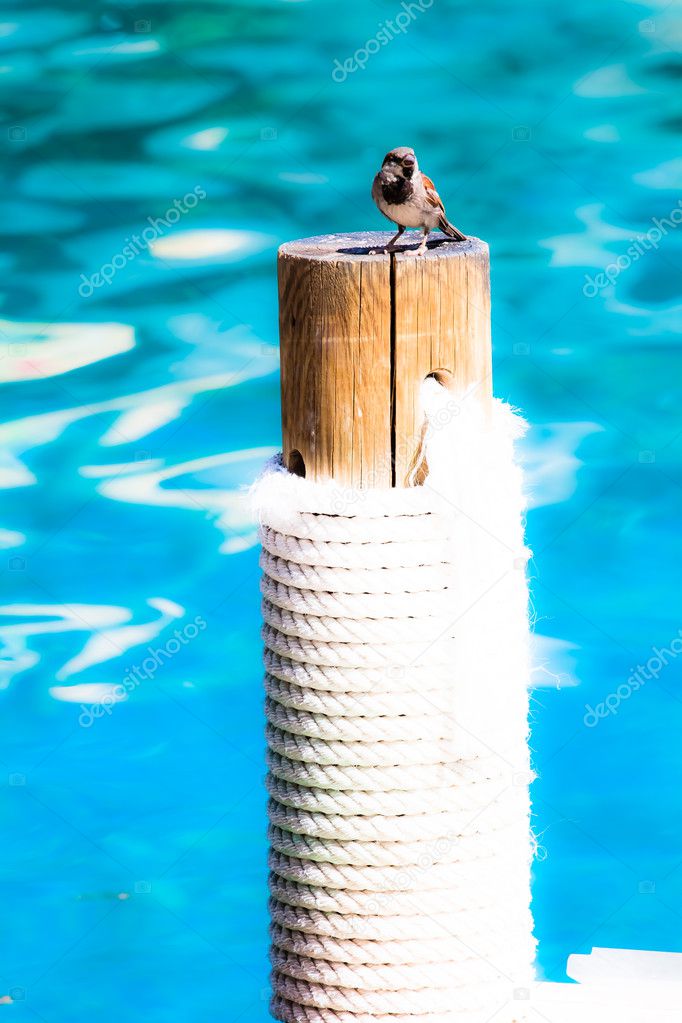 Small sparrow seatting close to pool