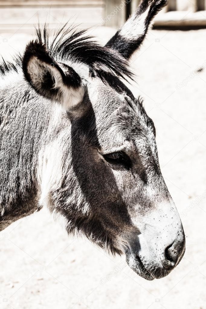 Head of a donkey in zoo