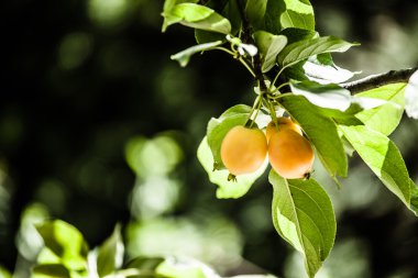 Olgun ve flavorful yenidünya derin yeşil yaprak.