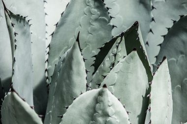 keskin sivri agav bitki birlikte demetler halinde bırakır.