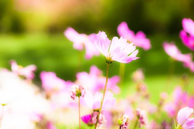 oldukça bakımlı Çiçek Bahçesi