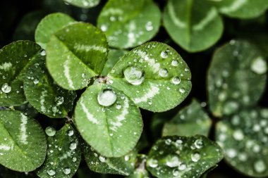 taze ve yeşil yaprak