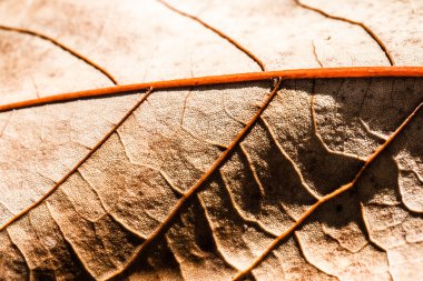 Makro'sonbahar yaprakları