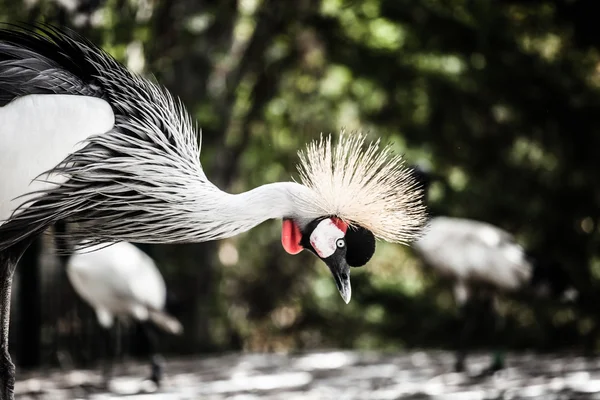 Graugekrönter Kran auf blauem Hintergrund — Stockfoto