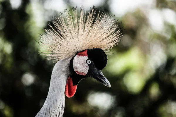 Šedá jeřáb na blured pozadí — Stock fotografie