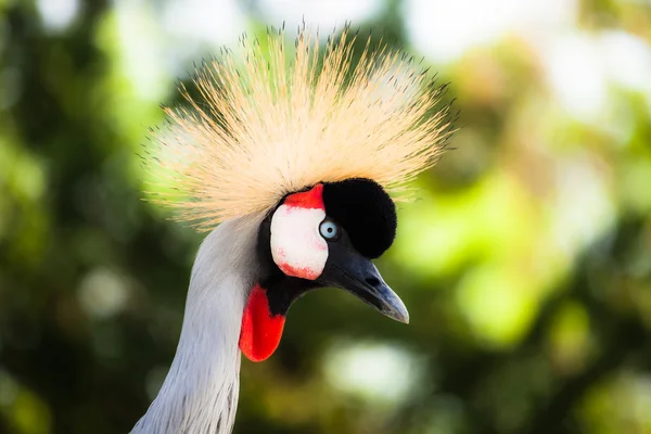 Gru coronata grigia su sfondo azzurrato — Foto Stock