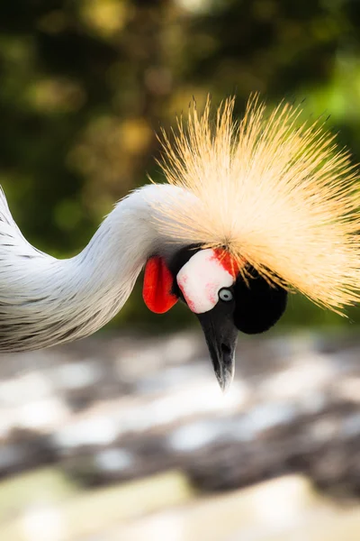 Graugekrönter Kran auf blauem Hintergrund — Stockfoto