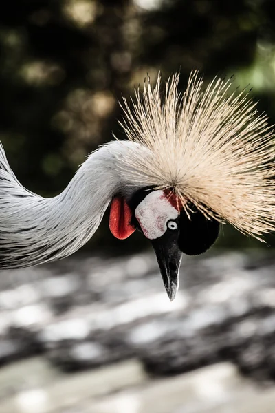 Graugekrönter Kran auf blauem Hintergrund — Stockfoto