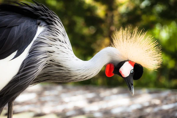 Grey Crowned Crane on blured background — Stock Photo, Image