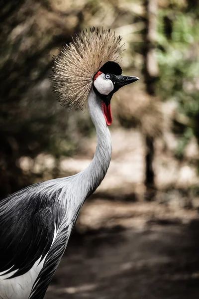 灰冠的鹤 blured 背景上 — 图库照片
