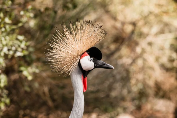 Γκρι στεφθεί crane σε φόντο blured — Φωτογραφία Αρχείου