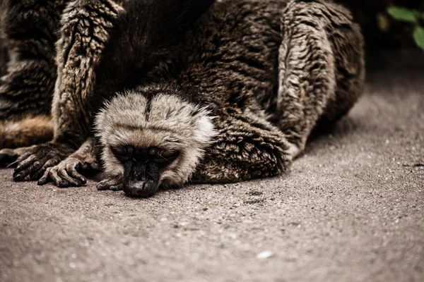 Ring-tailed lemur i holländska monkeypark — Stockfoto