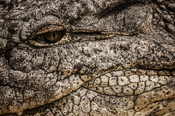 Yetişkin bir erkek caiman closeup — Stok fotoğraf