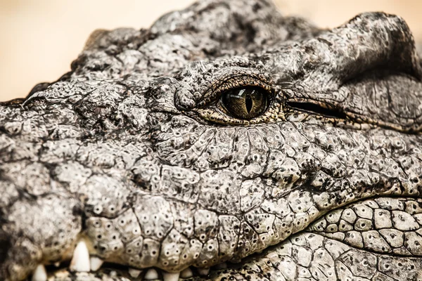 Närbild av en vuxen hane caiman — Stockfoto