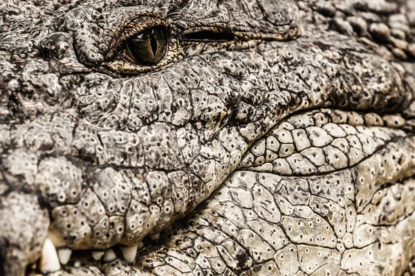 Closeup of an adult male caiman — Stock Photo, Image