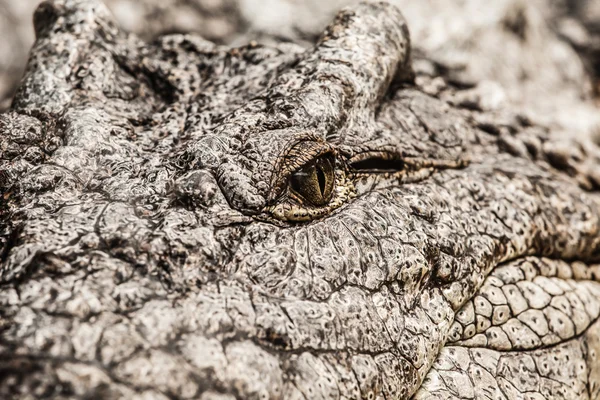 Closeup ενός ενήλικα αρσενικά caiman — Φωτογραφία Αρχείου