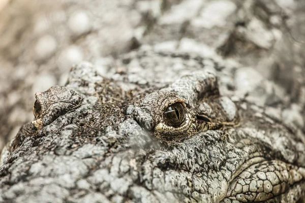 Primo piano di un caimano maschio adulto — Foto Stock