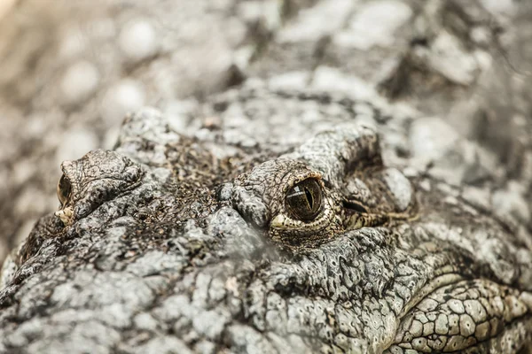 Closeup of an adult male caiman — Stock Photo, Image