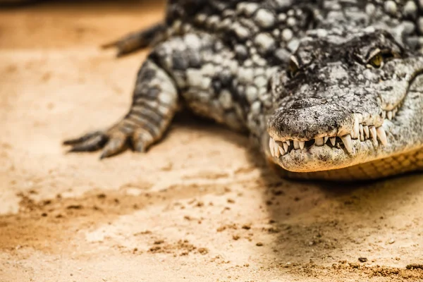 Närbild av en vuxen hane caiman — Stockfoto