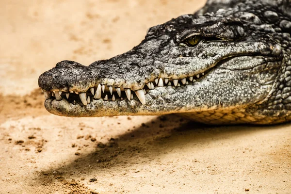 Yetişkin bir erkek caiman closeup — Stok fotoğraf