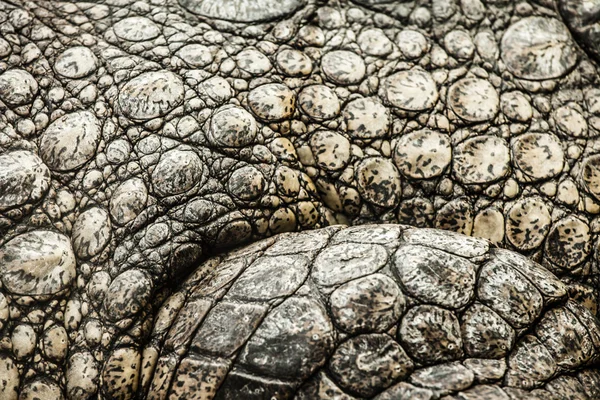 Yetişkin bir erkek caiman closeup — Stok fotoğraf